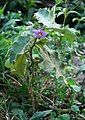 Eierpflanze (Solanum melongena)