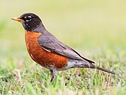 An American robin