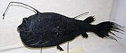 The male of the anglerfish species Ceratias holboelli lives as a tiny sexual parasite permanently attached below the female's body.