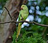 A green rose-ringed parakeet with a red beak on a branch.