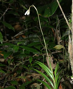 Gatunek autotroficzny Burmannia longifolia