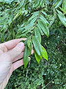 Foliage detail