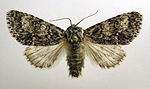 Acronicta megacephala – Specimen