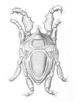 Agauopsis microrhyncha