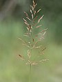 inflorescense, Photo by Kristian Peters