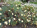 Argyranthemum foeniculaceum