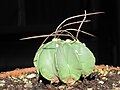 Astrophytum capricorne va. crassispinum