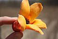 Bombax costatum flower near Folonzo