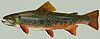 brook trout