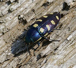 Buprestis octoguttata, Németország