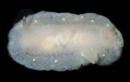 Cadlina rumia