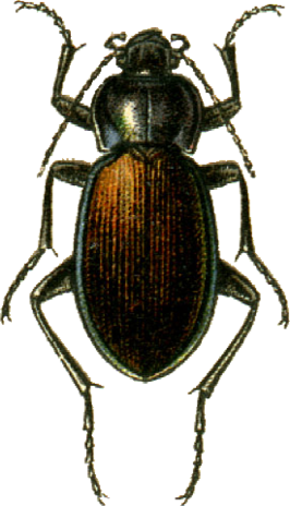 Carabus regalis