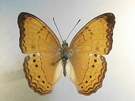 Cirrochroa surya