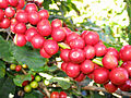 Steinfrüchte von Arabica-Kaffee (Coffea arabica)