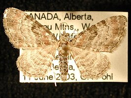 Eupithecia albicapitata