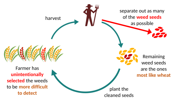 Evolution of Vavilovian mimicry: the farmer winnows the seed (or weeds the crop) to remove as many weeds as possible, unintentionally selecting the weeds that best resemble the crop.[32]