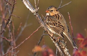 Harris's Sparrow