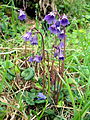 Een kwastjesbloem (Soldanella) in het Karpatisch Biosfeerreservaat.