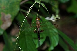 Hydrobasileus croceus