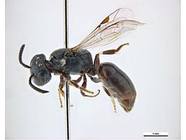 Hylaeus cliffordiellus