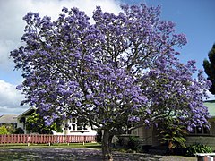 Arjantin’e özgü olan ve mor çiçekleriyle tanınan Jakaranda ağacı dünyadaki diğer ülkelere de yayılmıştır.
