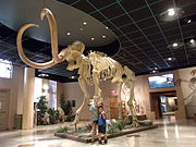 Children posing in front of the skeleton of a Columbian Mammoth in the museum’s lobby.