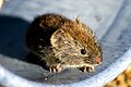 grey red-backed vole