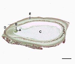 Pinus zaadknop overlangse doorsnede (0.6mm) A=eicel, B=archegonium, C=gametofyt, D=micropyle, E=integument