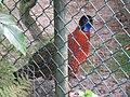 Rood saterhoen (Tragopan satyra)