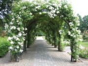 Boog in het Rosarium. Het Rosarium van Winschoten is het grootste van Nederland.