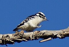 An adult female walking in Saskatoon, Saskatchewan