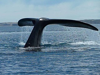 Valdés Yarımadası dünyadaki en büyük güney gerçek balina nüfusuna sahiptir.
