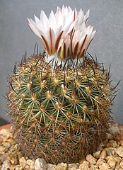 Turbinicarpus saueri subsp. nelissae