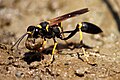 S. caementarium con un carico di fango, poco prima del decollo.