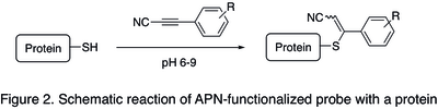 Figure 2. Schematic reaction of APN-functionalized probe with a protein