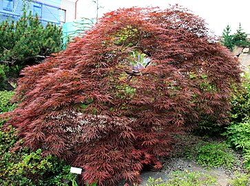 Acer palmatum 'Ornatum', botanische tuin Liberec