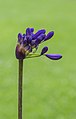 Agapanthus 'Windlebrook'. Ontluikende bloemknop.