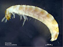 Ahasverus_advena_larva