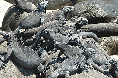 Iguana Laut (Amblyrhynchus cristatus) dari genus Amblyrhynchus