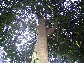 A. bulbalinum trunk