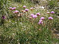 Armeria alpina