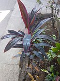 Pohon hanjuang Cordyline fruticosa di Pilangsari, Kedawung, Cirebon