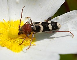 Chlorophorus trifasciatus