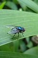 The blue bottle fly is perched on a leaf of a young palm. It is blue throughout, no bronze or green highlights as far as I can tell. If I would guess, it's probably Chrysomya rufifacies based on pics on the net?