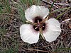 The Umpqua Mariposa lily (Calochortus umpquaensis)