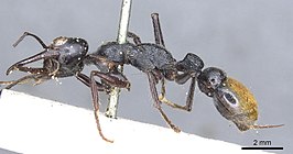 Myrmecia mandibularis