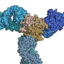 Certolizumab pegol