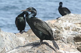 Kaliforniai kárókatona (Phalacrocorax penicillatus)