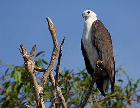 Weißbauch-Seeadler