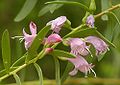 Eremophila maculata